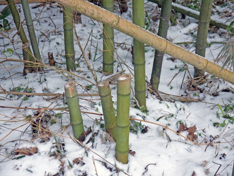 Bamboo Stump Removal in Prince Georges County, MD