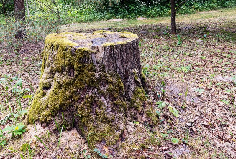 Bamboo Stump Removal in Prince Georges County, MD