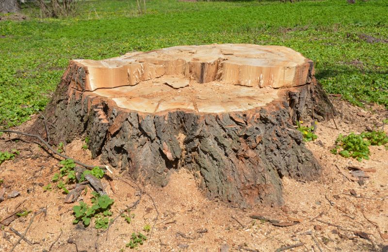 Bush Stump Grinding in Prince Georges County, MD
