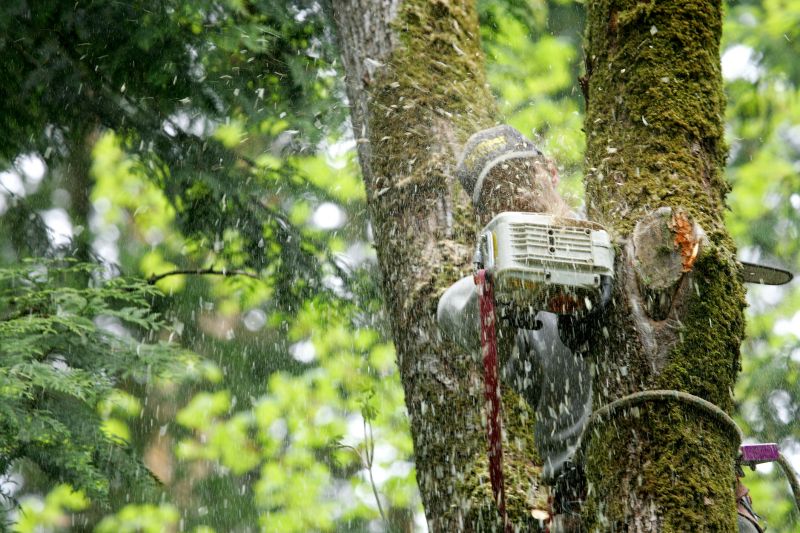Commercial Tree Service in Reno, NV