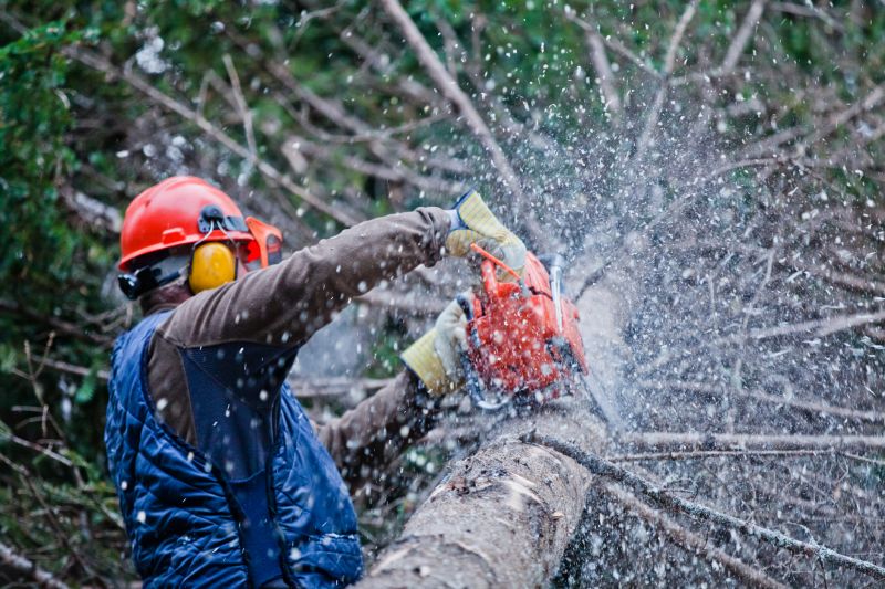 Commercial Tree Trimming in Allentown, PA