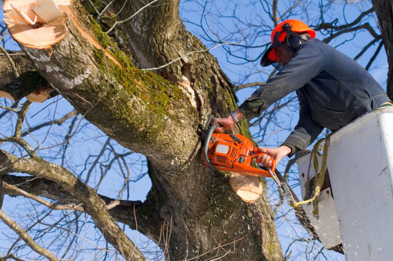 Mimosa Tree Removal in Pottstown, PA