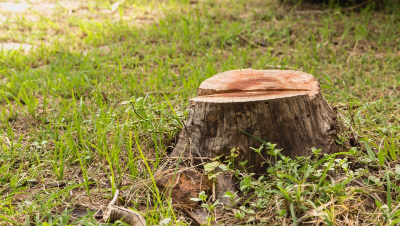 Stump Cutting in Prince Georges County, MD