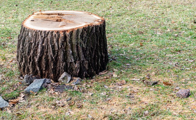 Stump Removal Service in Prince Georges County, MD