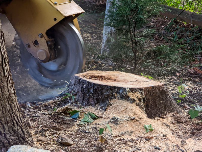 Tree Stump Removal in Prince Georges County, MD