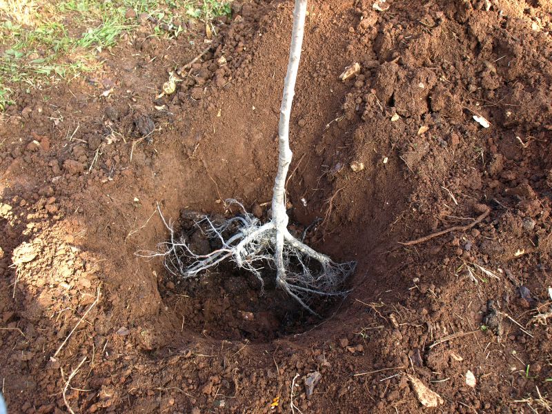 Tree Trunk Removal in Prince Georges County, MD