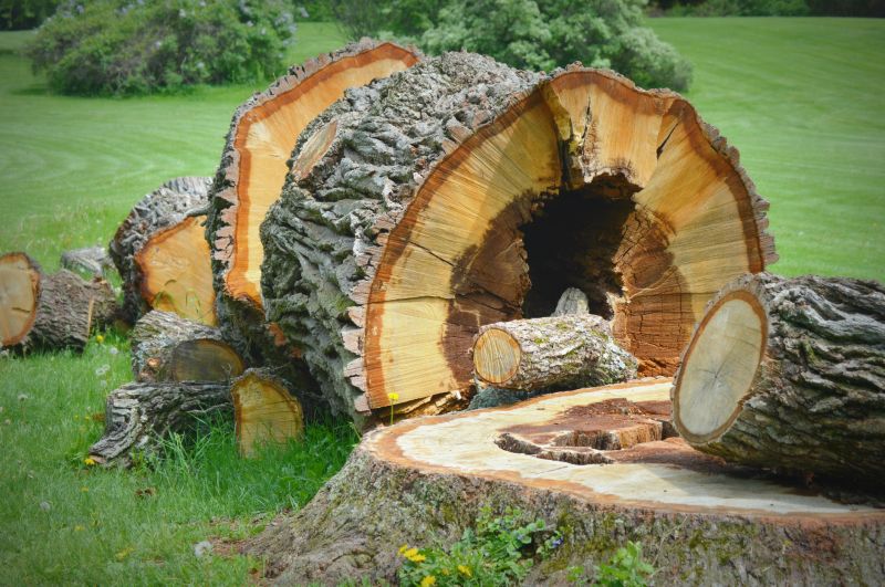 Tree Trunk Removal in Prince Georges County, MD
